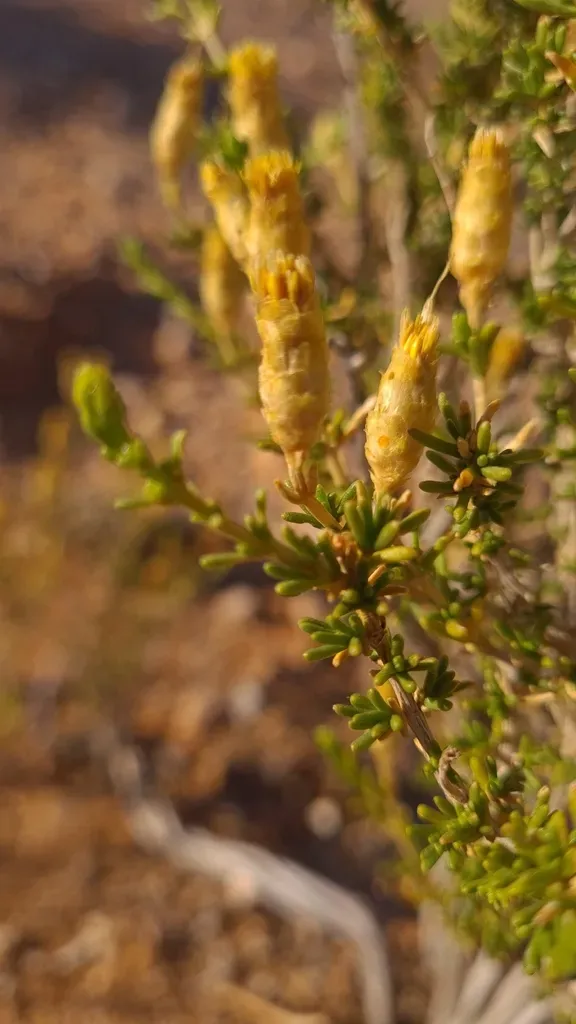 Pteronia Cylindracea