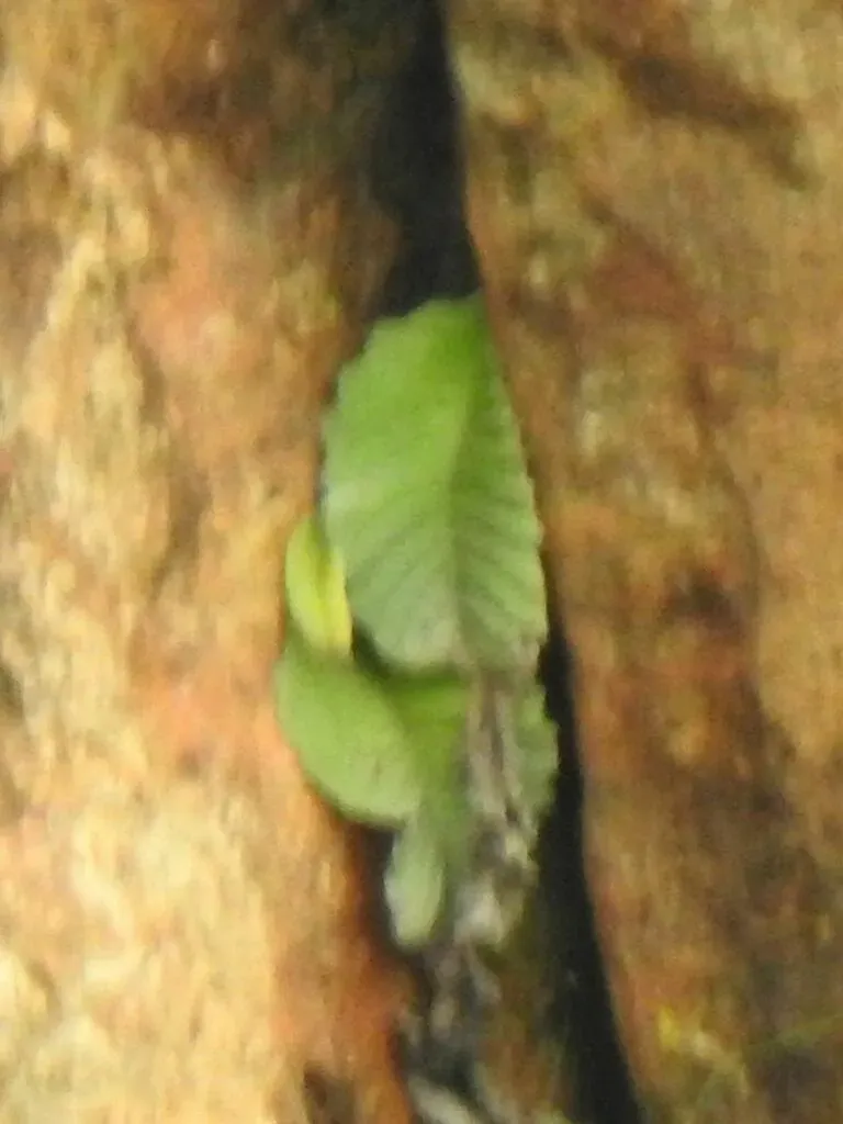 Streptocarpus Dunnii