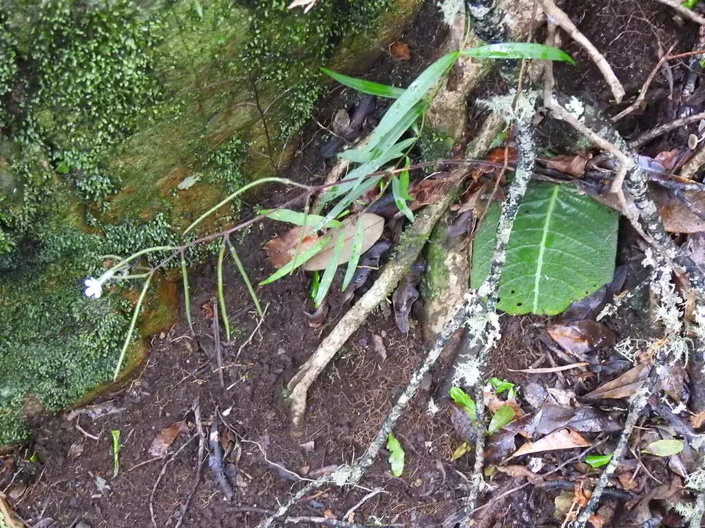 Streptocarpus Confusus