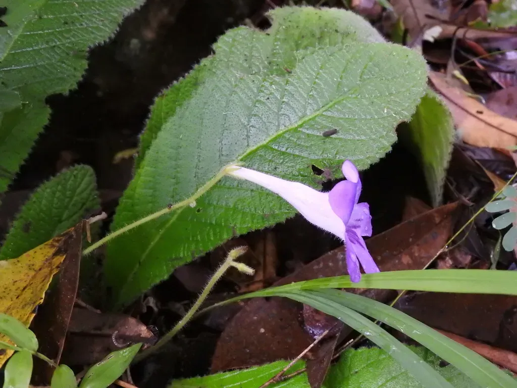 Streptocarpus Roseoalbus