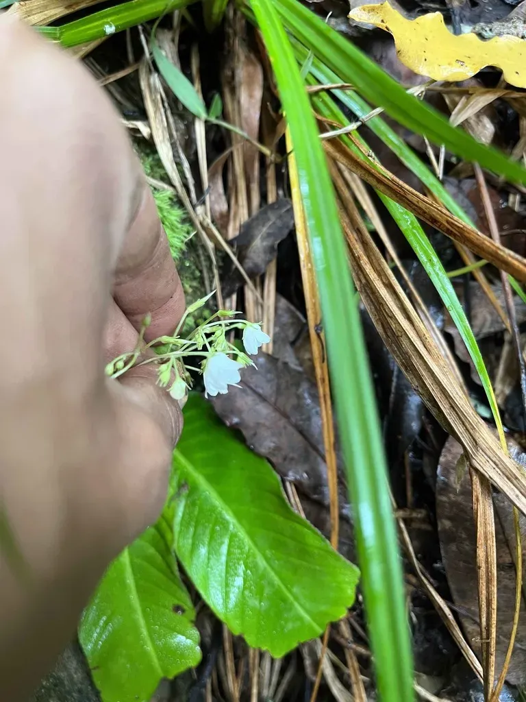 Streptocarpus Micranthus