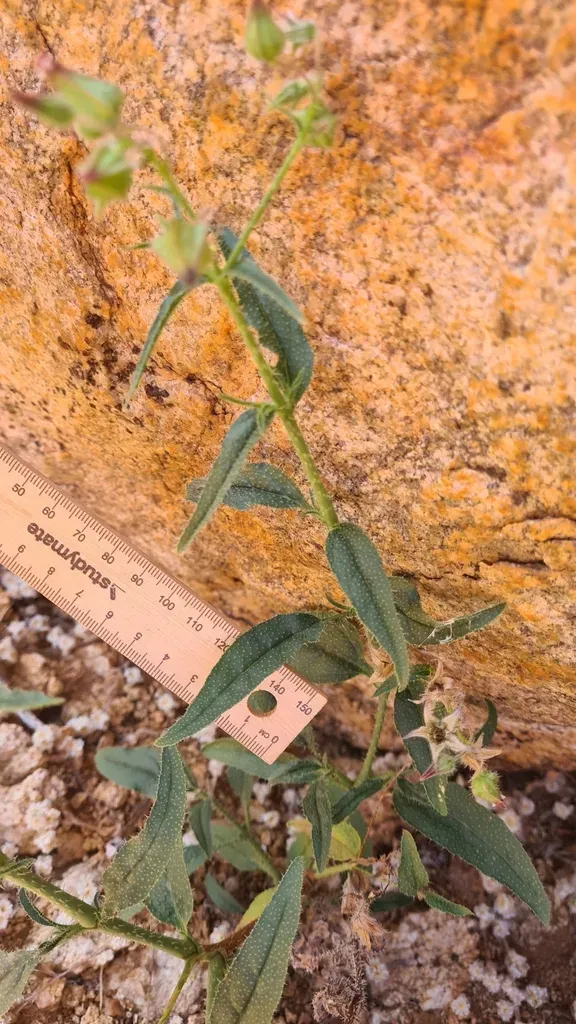 African Boraginaceae
