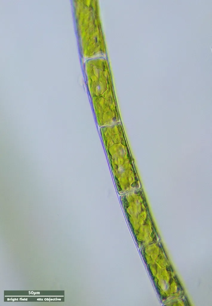 Rhizoclonium Hieroglyphicum