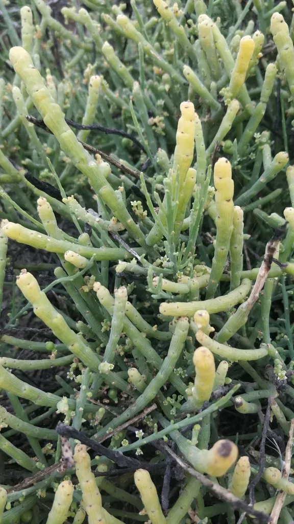 Thesium Subsucculentum