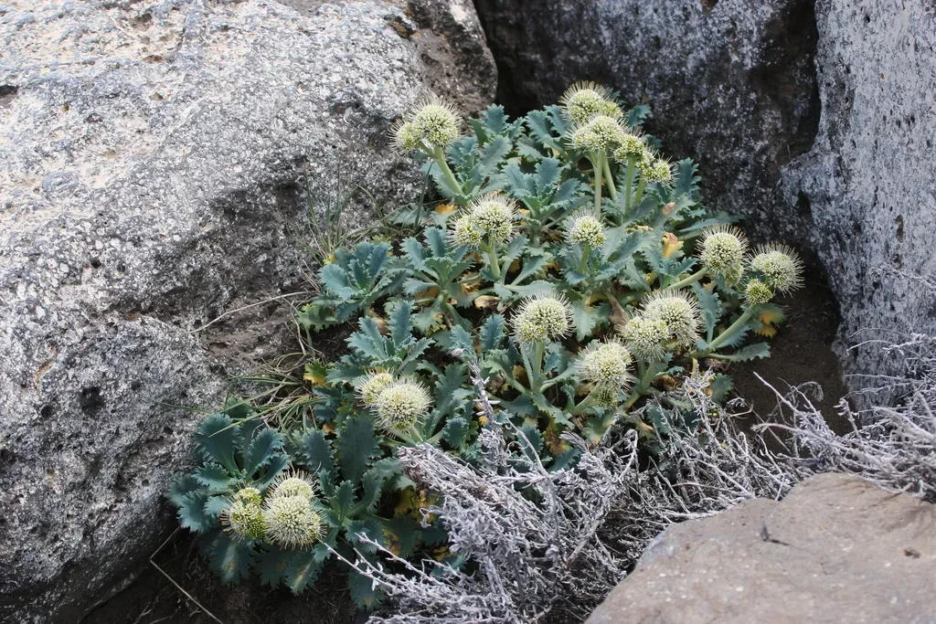 Moschopsis Ameghinoi