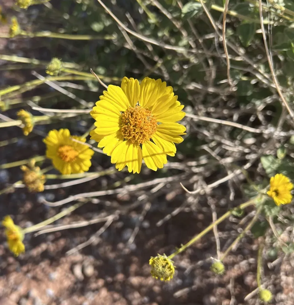 Virgin River Brittlebush