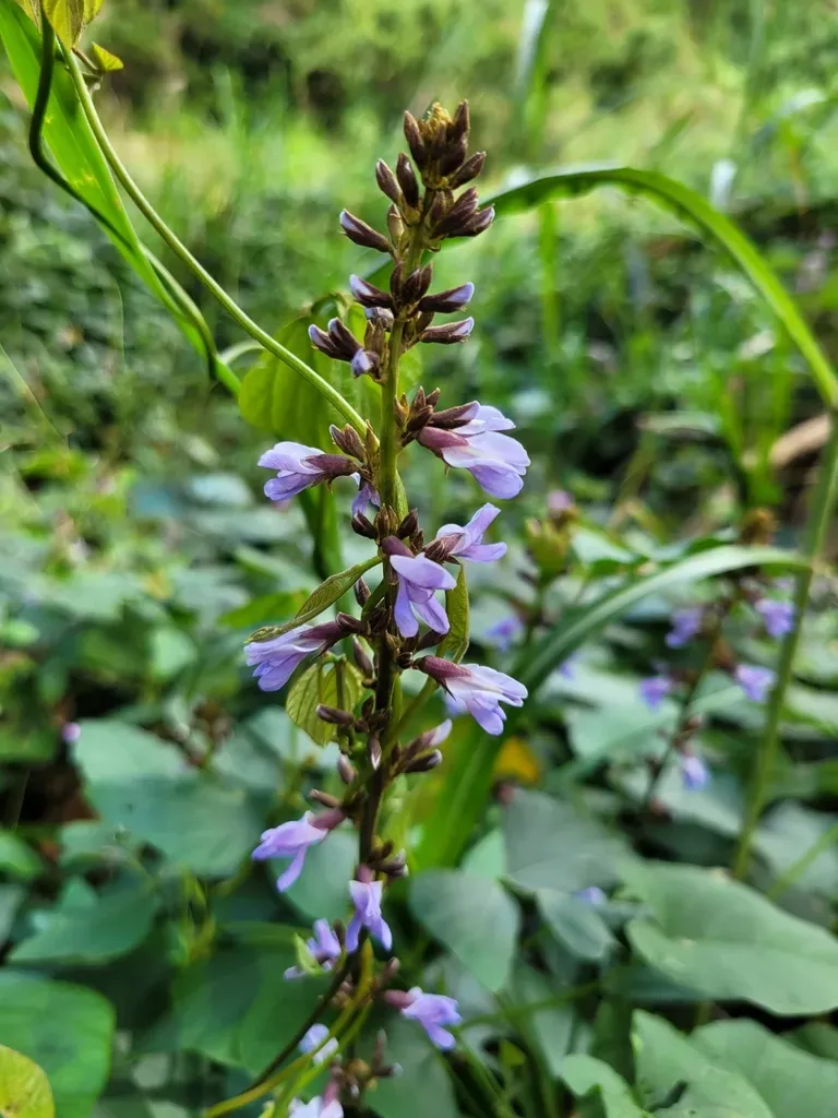 Calopogonium Caeruleum