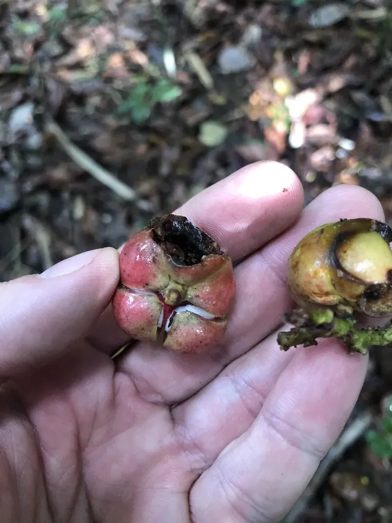 Protium Heptaphyllum