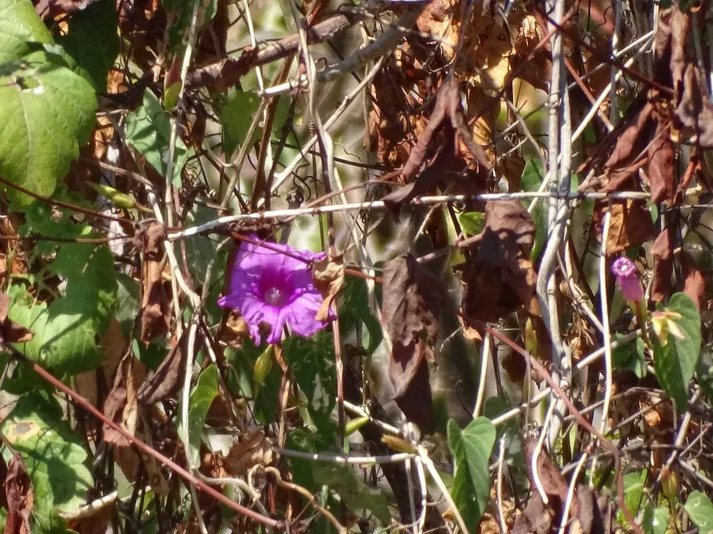 Ipomoea Bernoulliana