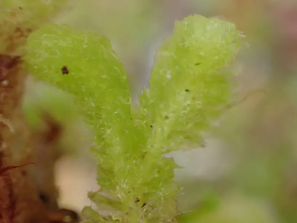 Schistochila Chlorophylla