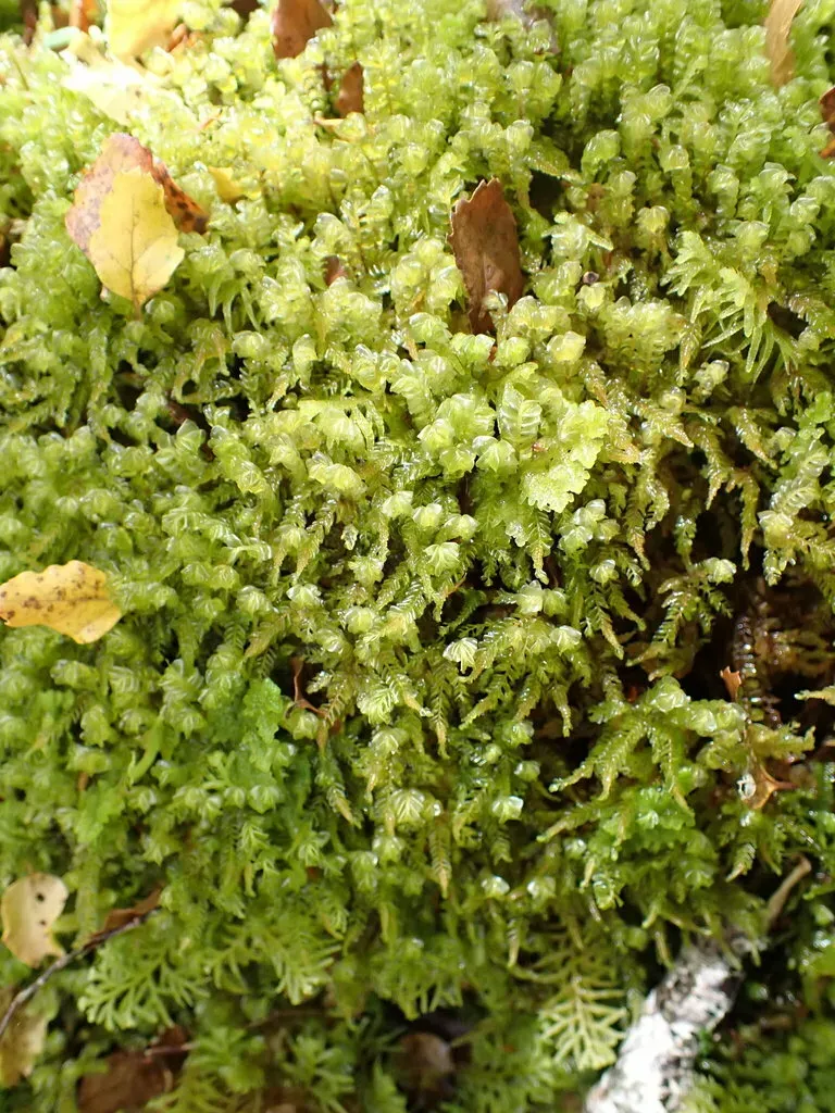 Plagiochila Fuscella