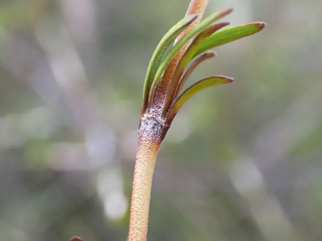 Coprosma Elatirioides