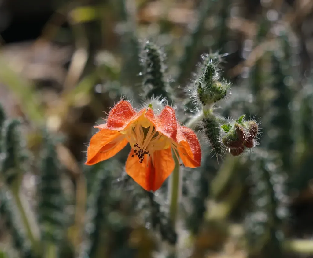Caiophora Pentlandii
