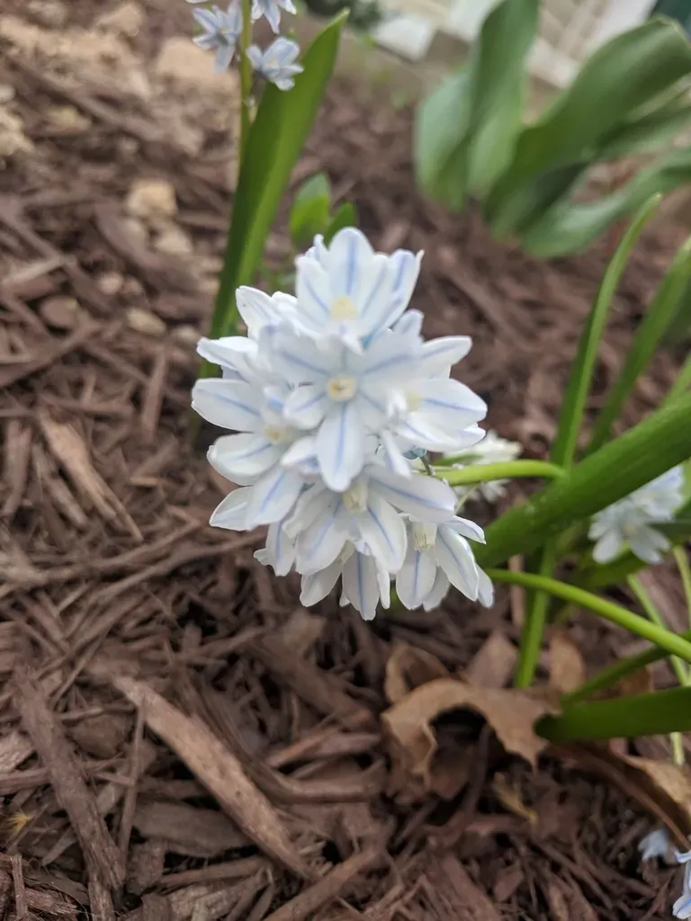 Striped Squill