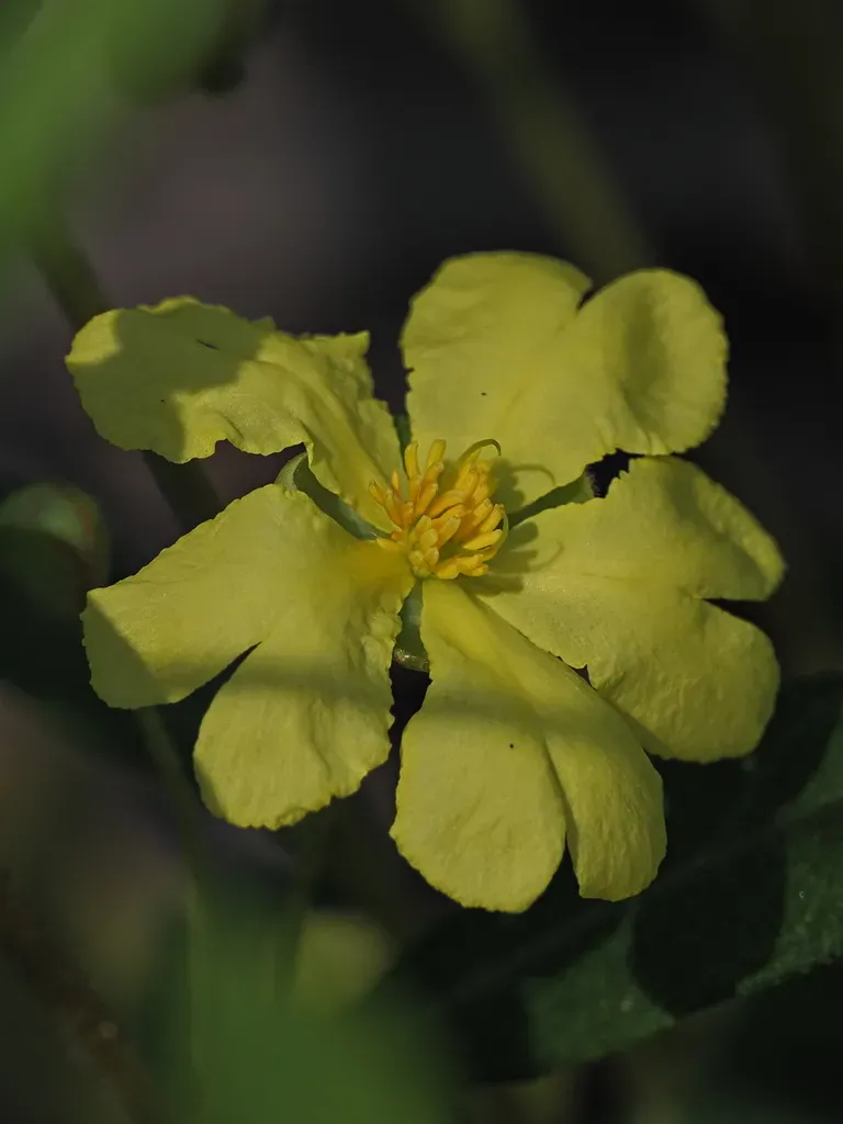 Hibbertia Caudice