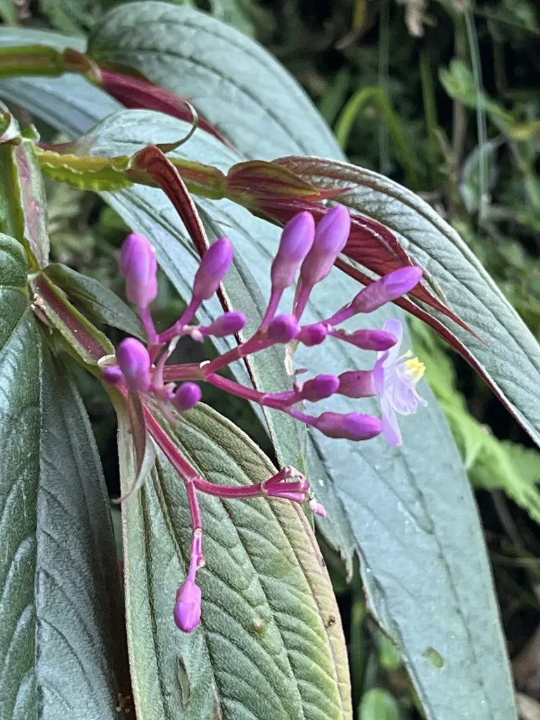 Centradenia Grandifolia