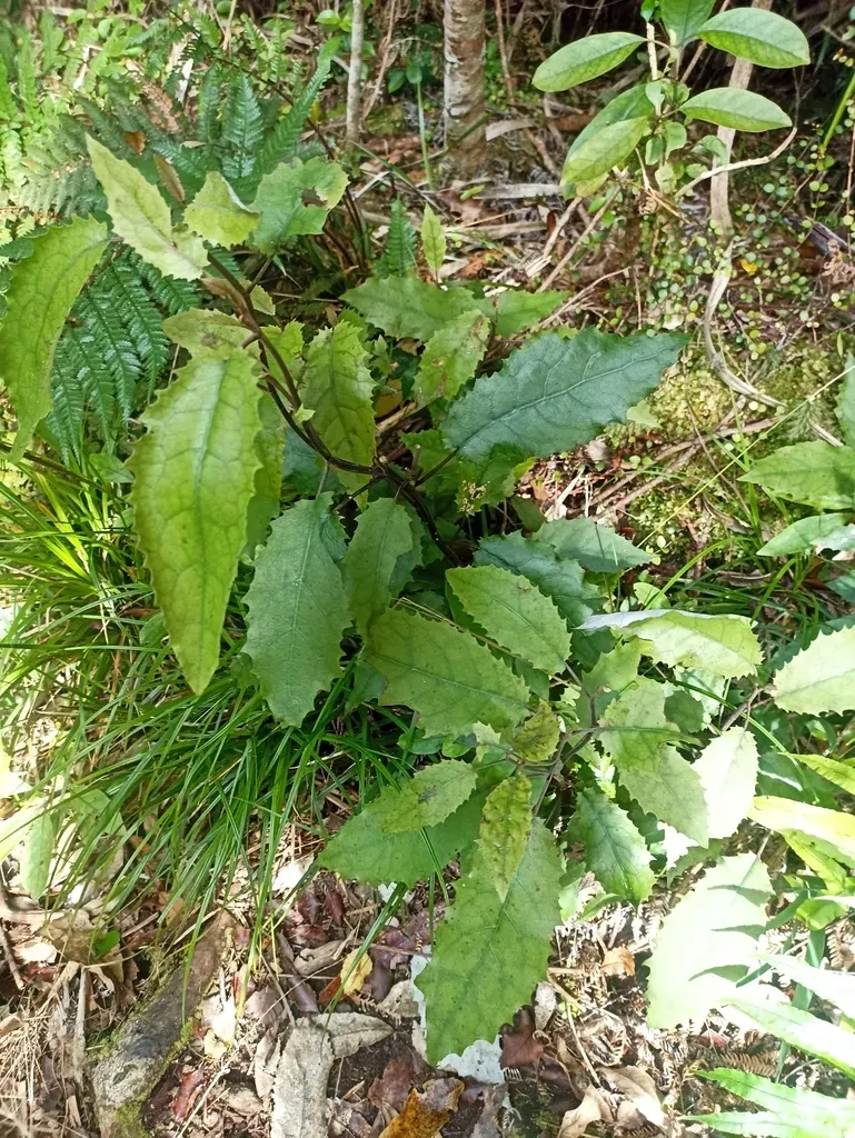 Brachyglottis Myrianthos