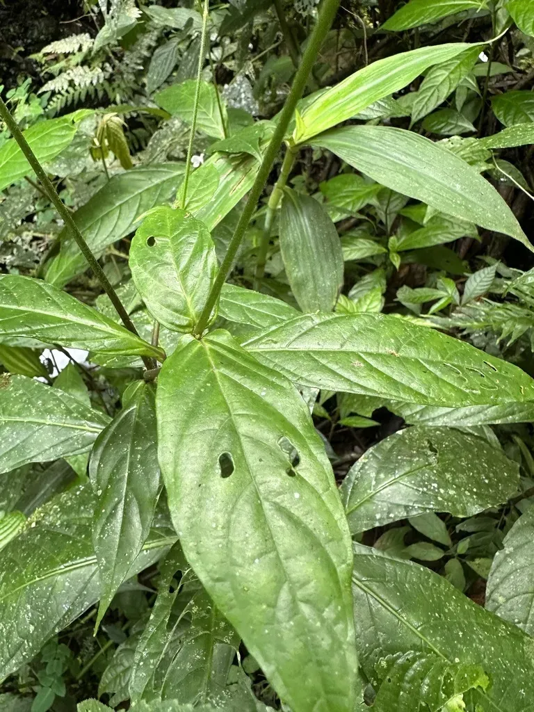 Pseuderanthemum Dawei