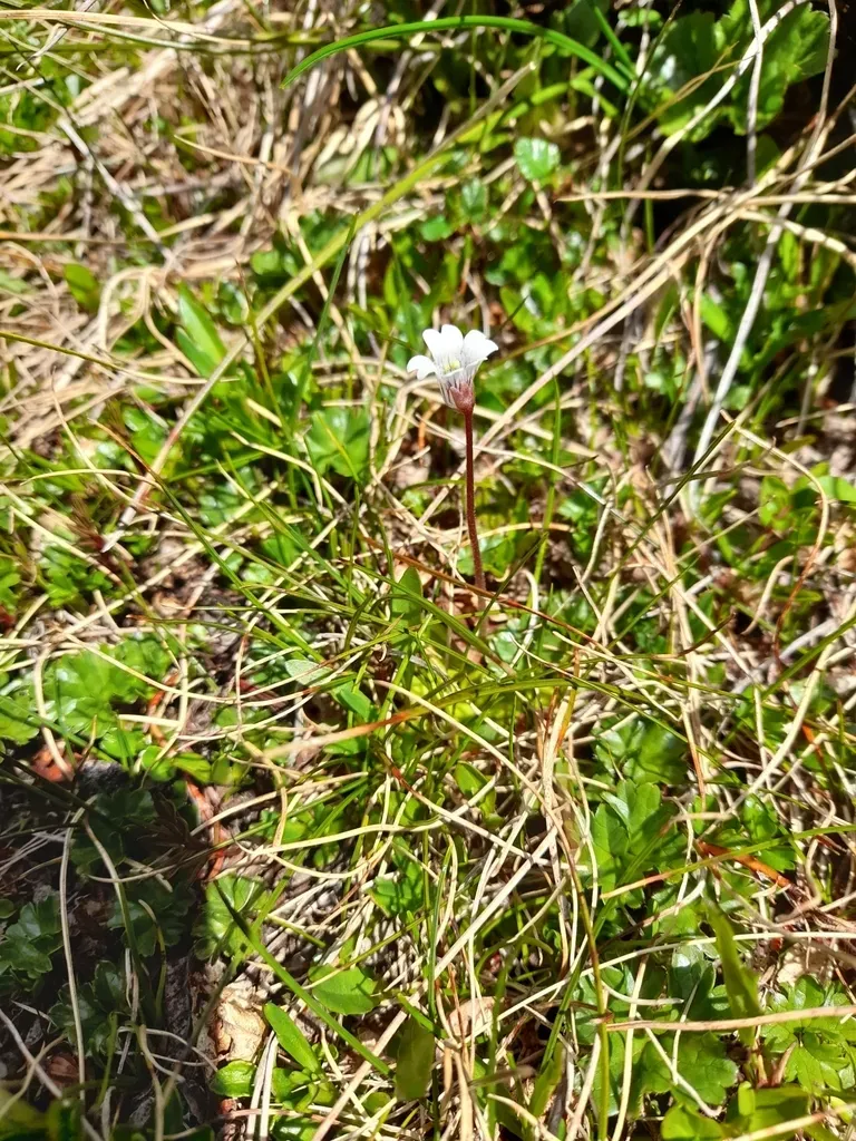 Pinguicula Antarctica