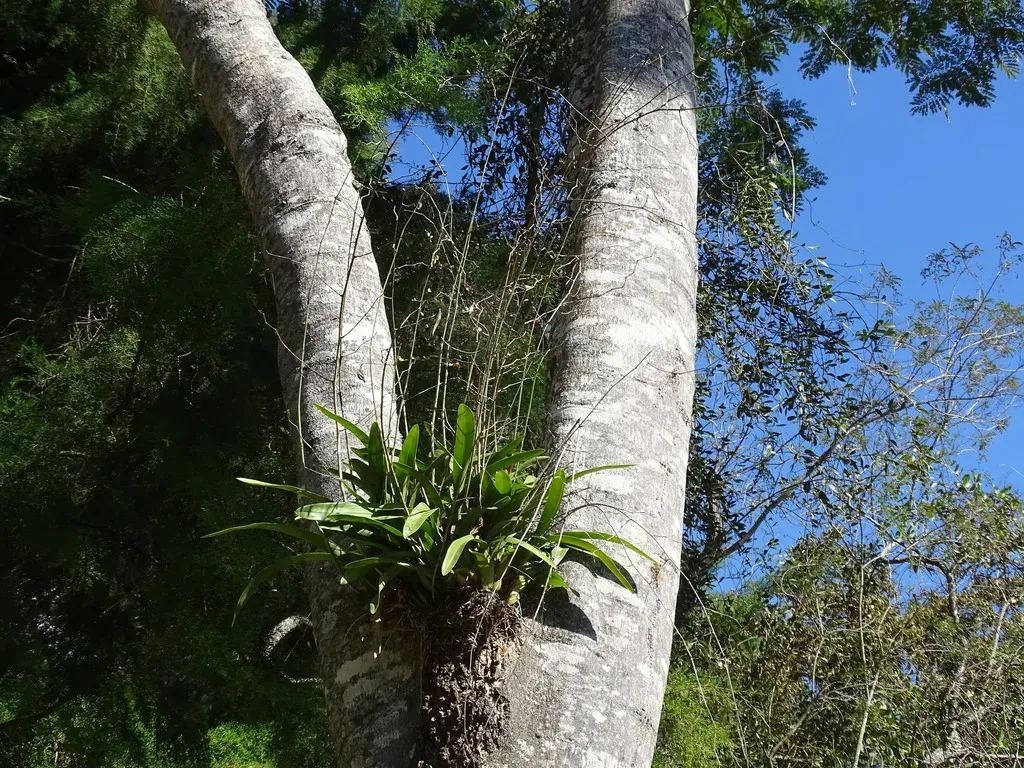 Oncidium Leucochilum