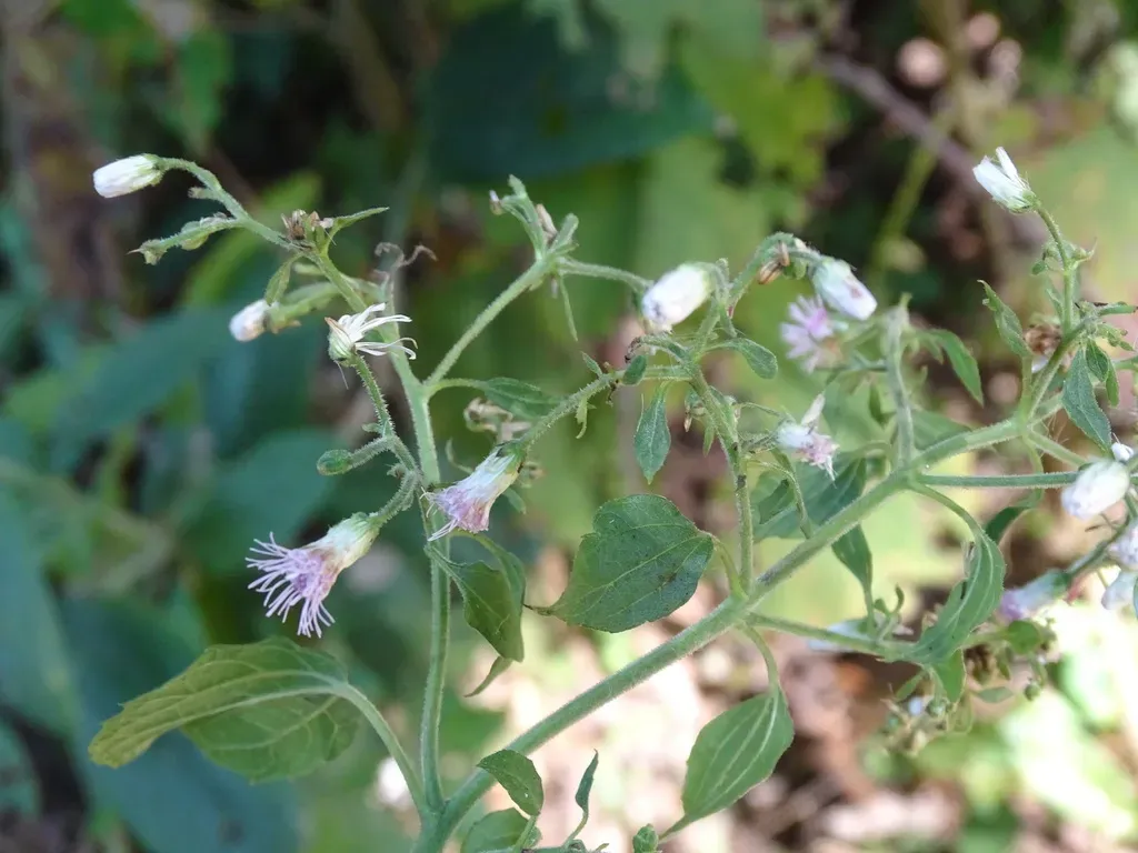 Peteravenia Schultzii