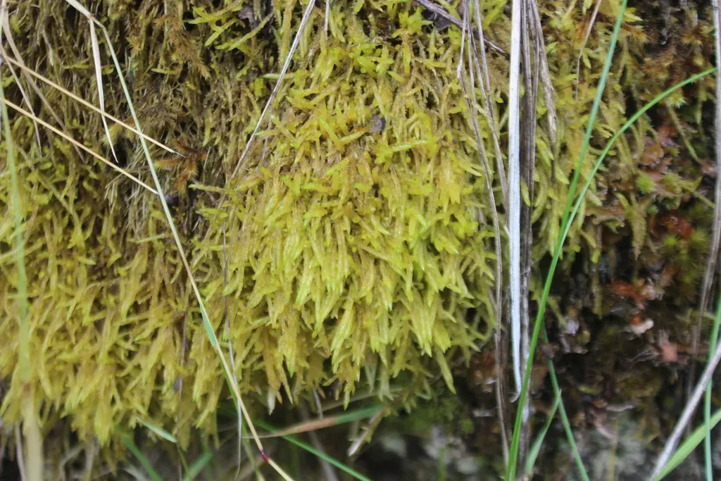 Acrocladium Chlamydophyllum