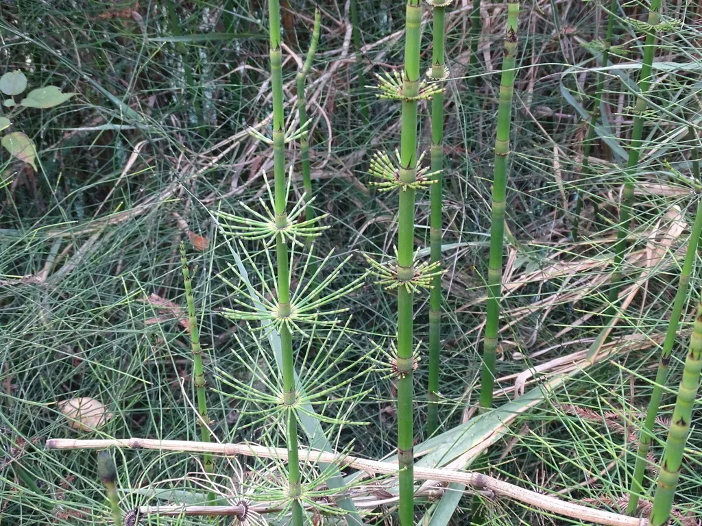 Mexican Giant Horsetail