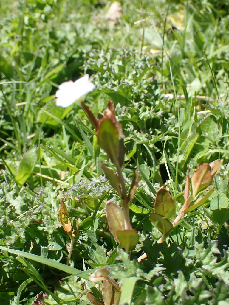Epilobium Insulare