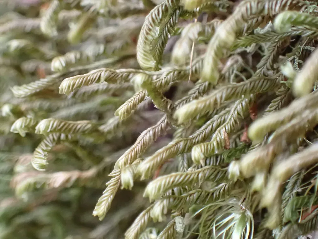 Plagiochila Circinalis