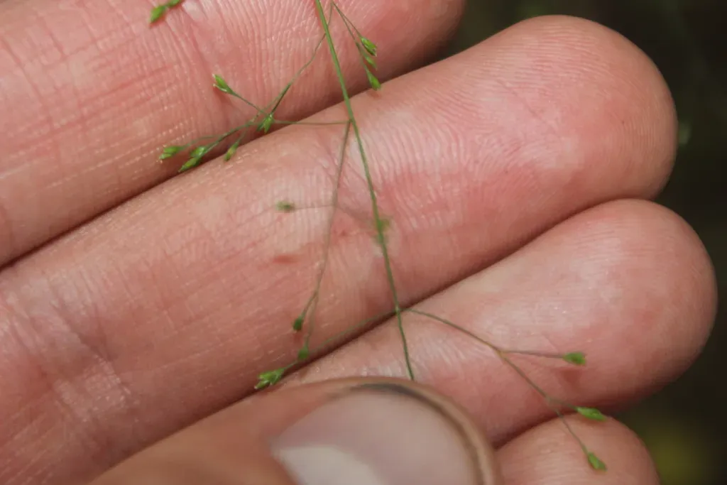 Poa Breviglumis