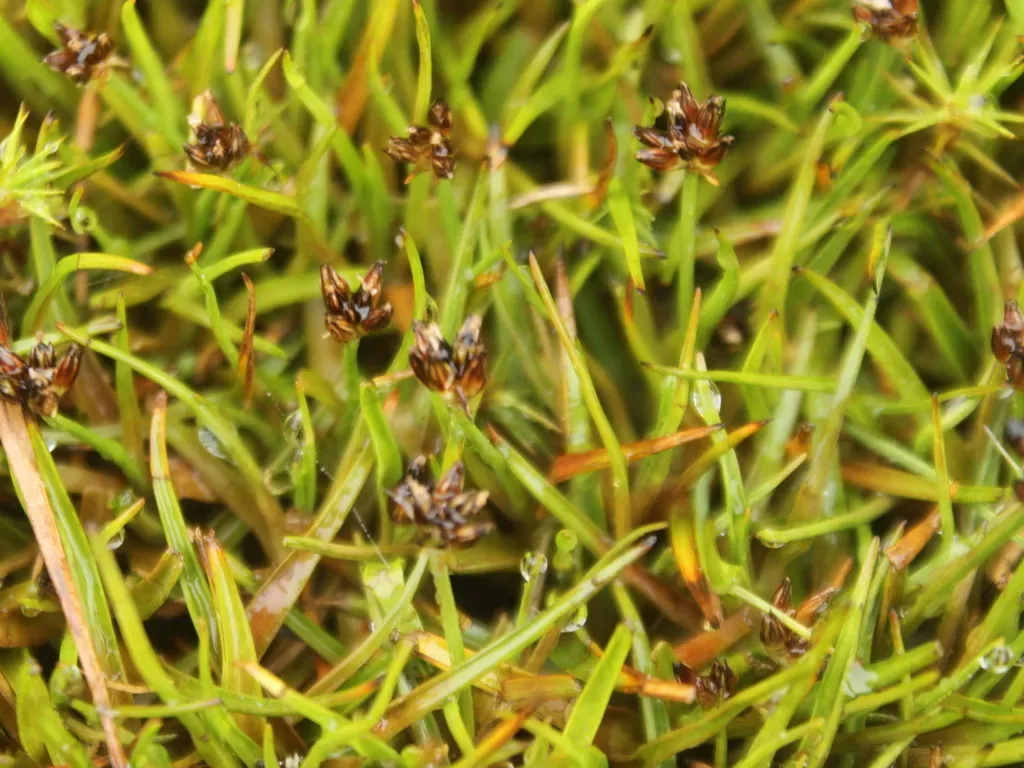 Juncus Antarcticus