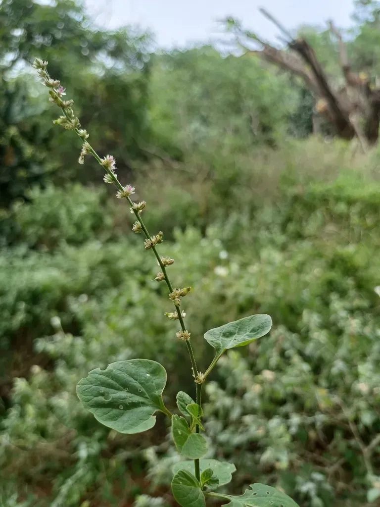 Celosia Polygonoides