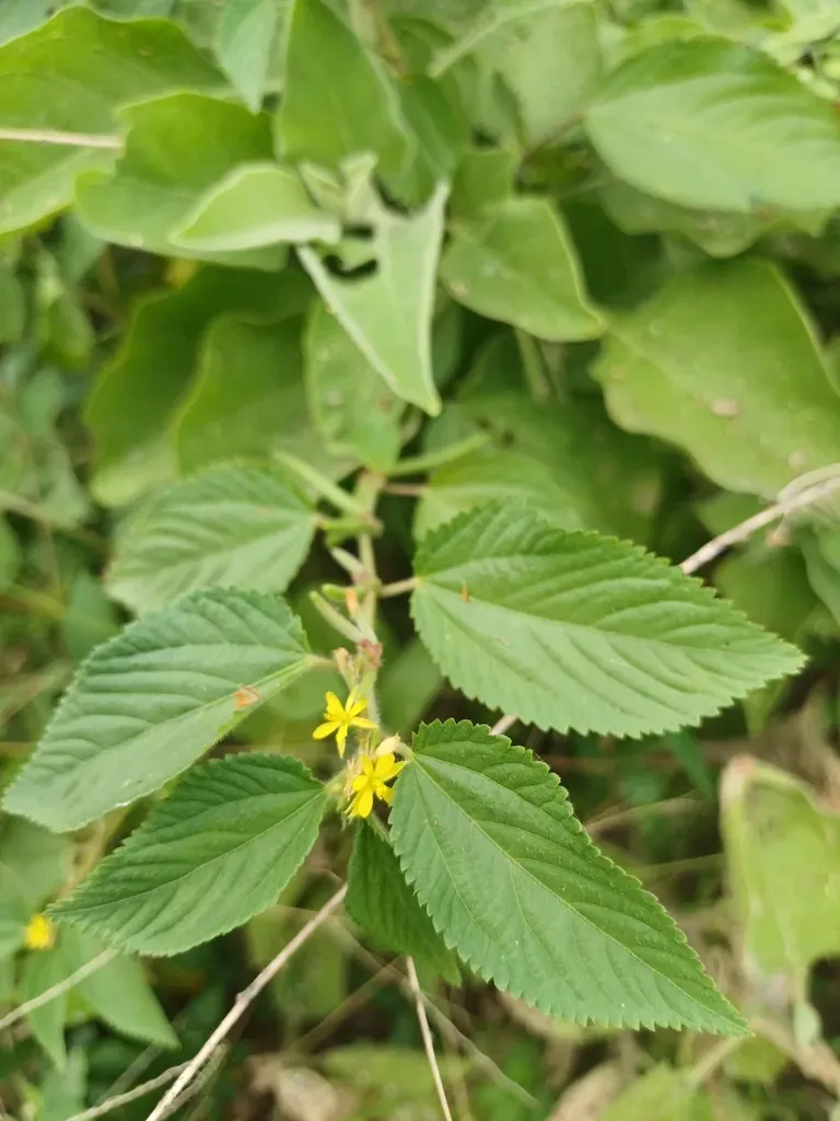 Corchorus Urticifolius