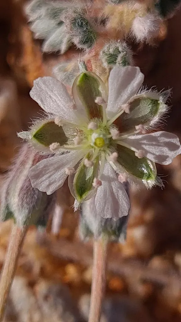 Monsonia Deserticola
