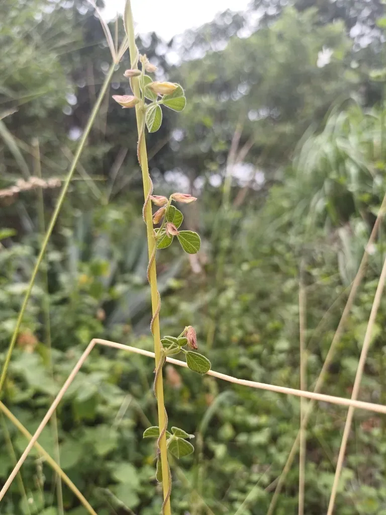 Rhynchosia Suaveolens