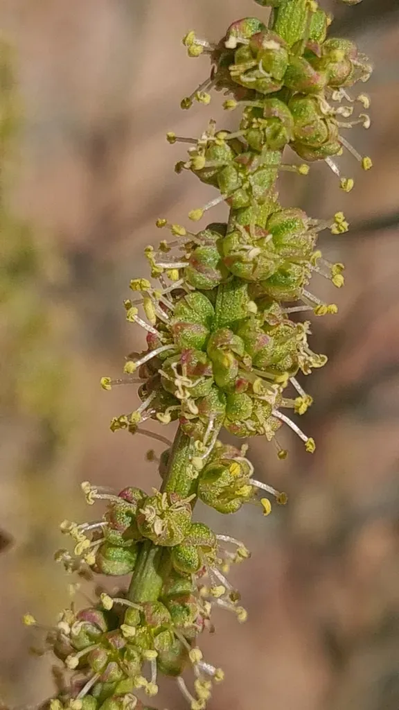 Lophiocarpus Polystachyus