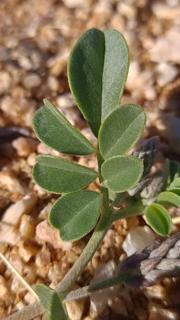 Indigastrum Argyroides