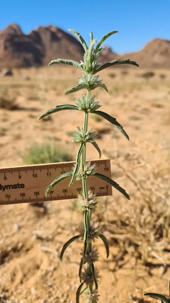 Namibian Horsefright