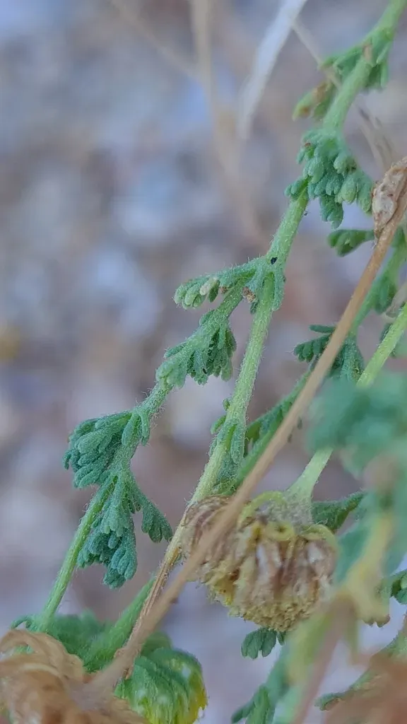 Myxopappus Acutilobus