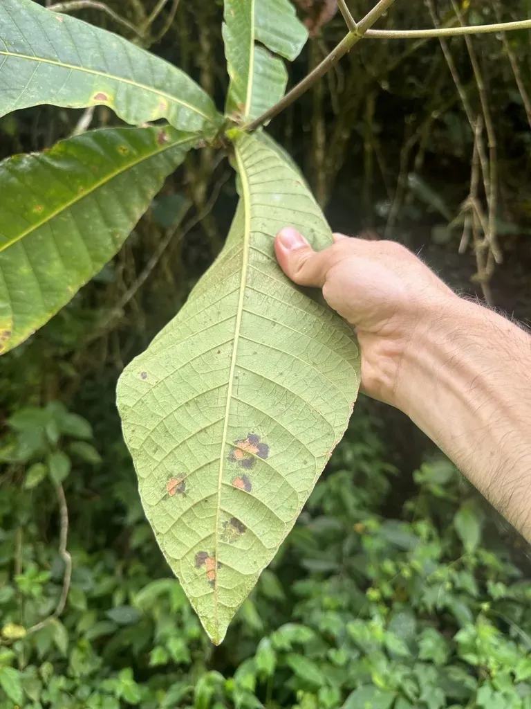 Condaminea Corymbosa