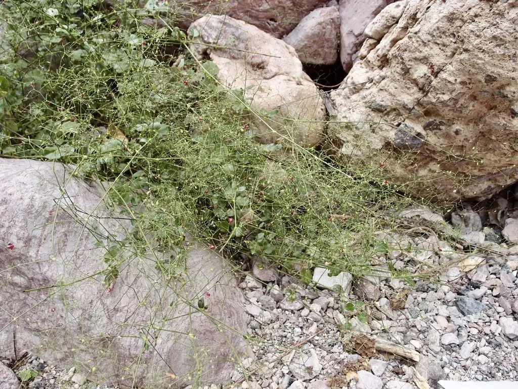 Slim-stalk Spiderling