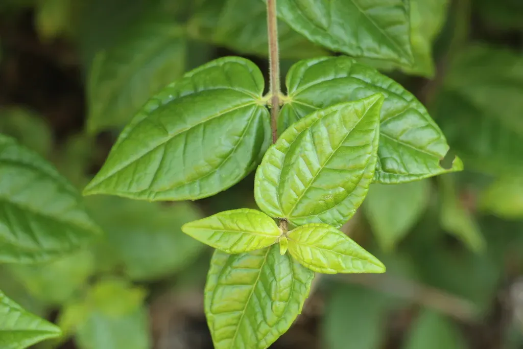 Calea Bucaramangensis