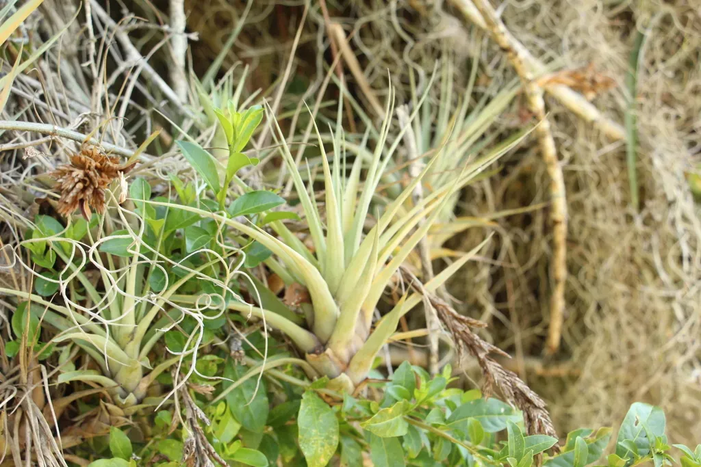 Tillandsia Myriantha