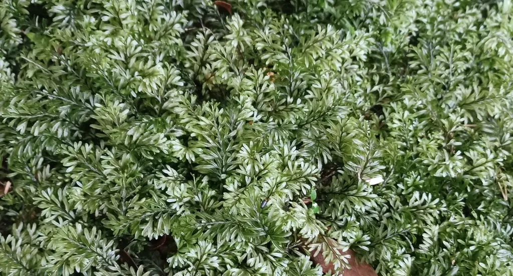 Hymenophyllum Peltatum
