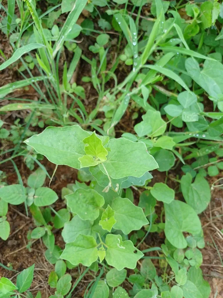 Commicarpus Chinensis