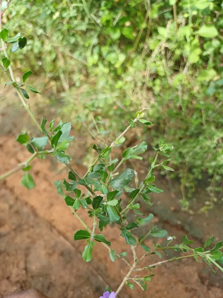 Dyschoriste Madurensis