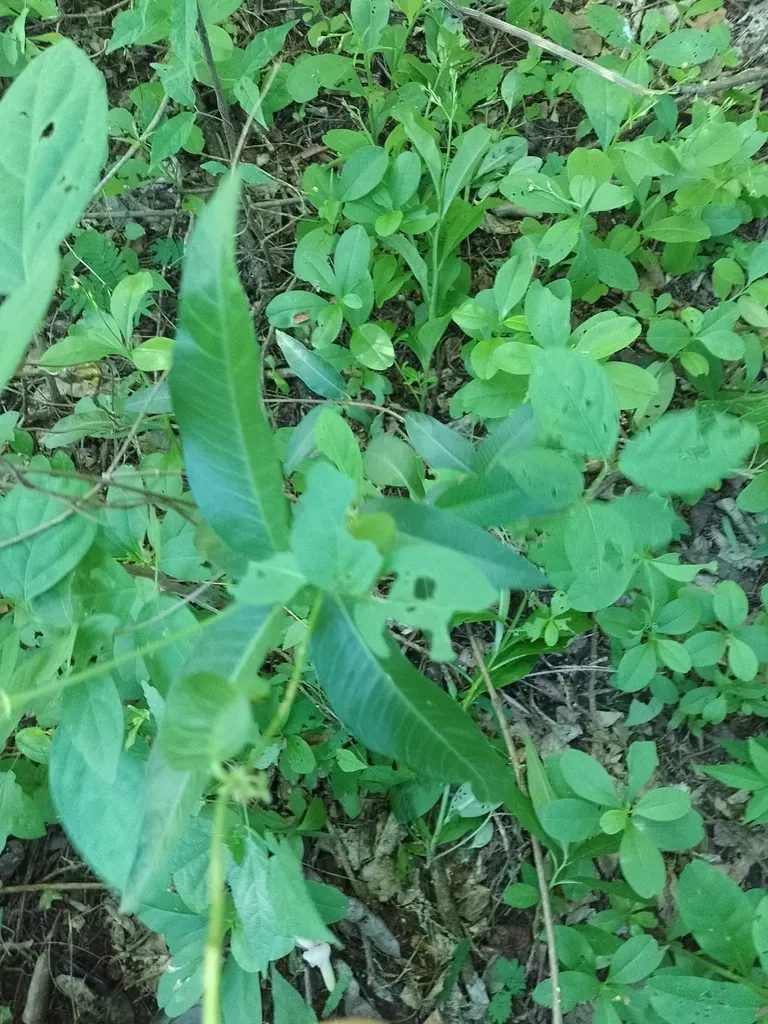 Mandevilla Angustifolia