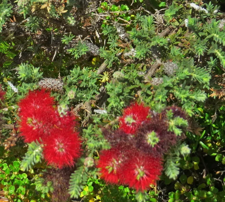 Melaleuca Lachnocephala