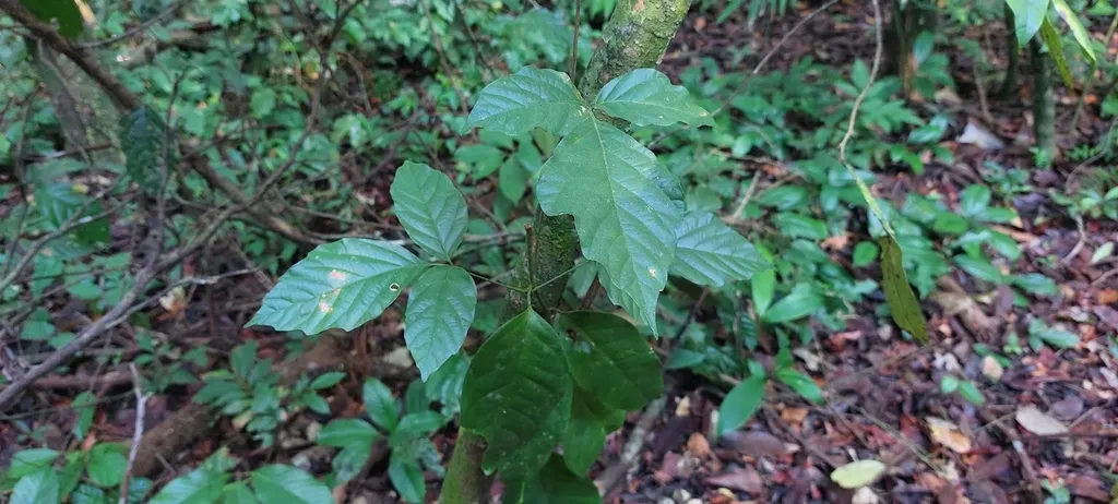 Paullinia Turbacensis