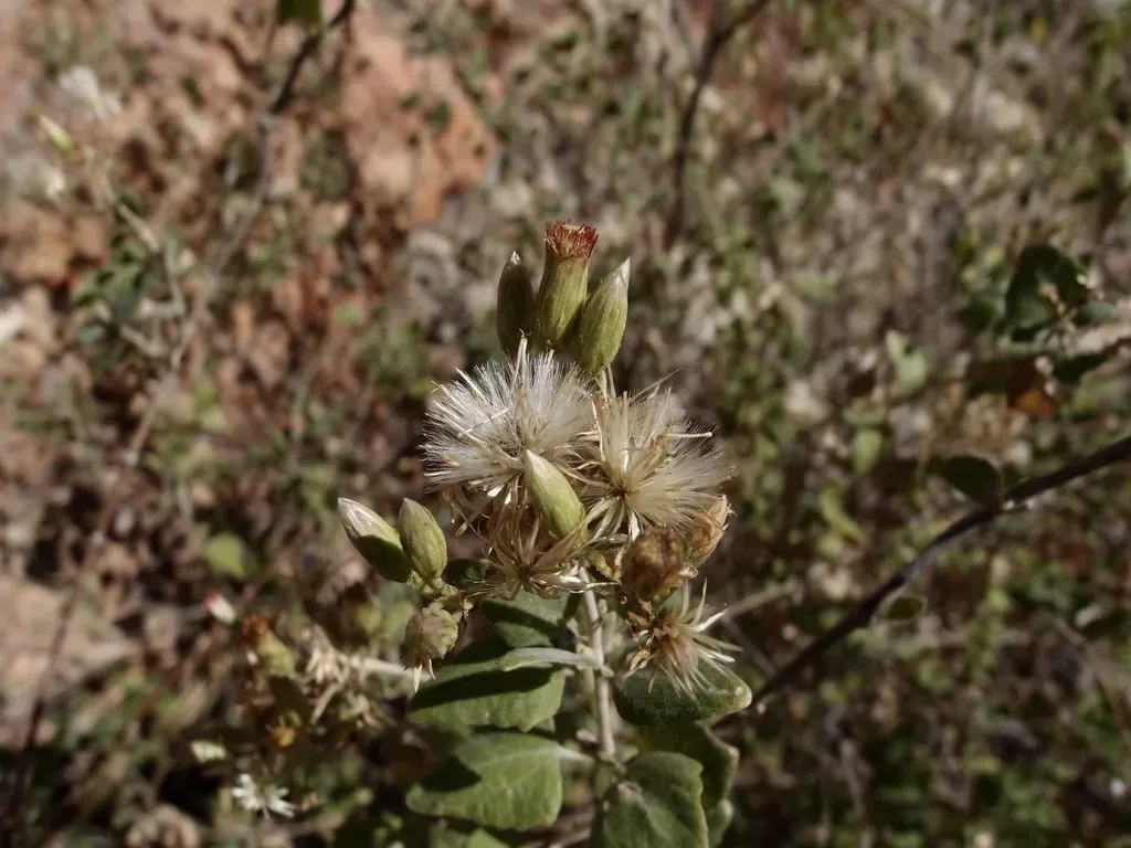 Brickellia Rhomboidea